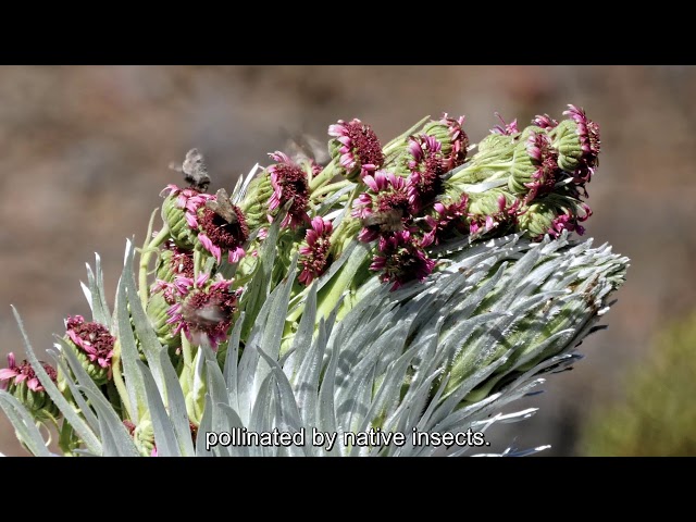 Vidéo Prononciation de haleakalā en Anglais