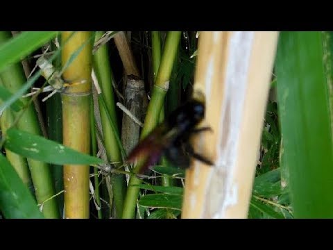 download lagu mp3 mp4 Japanese Carpenter Bee, download lagu Japanese Carpenter Bee gratis, unduh video klip Japanese Carpenter Bee