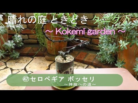 園芸 スタペリア形のセロペギア