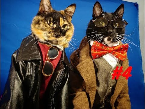 Смешное видео с котиками (Funny Cat) #4