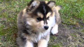 Heisenberg the cutest puppy ever! #2