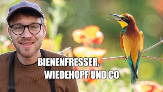 Bienenfresser, Wiedehopf und Turteltaube - Vogelbeobachtung im Kaiserstuhl