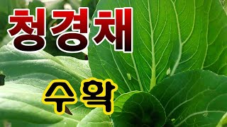 [텃밭농부.857]  맛있는 채소 청경채 수확하기 #청경채재배