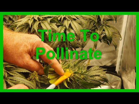 Makin Seeds under the Mars Hydro Smart Grow System Light - Flower Day 37 - Collection & Pollination