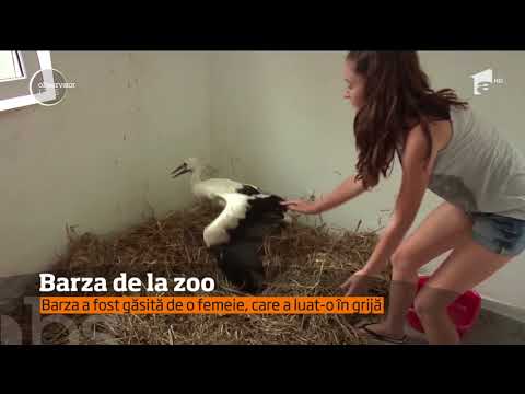 O pasăre norocoasă! Aşa se poate considera puiul de barză rătăcit în curtea unei familii