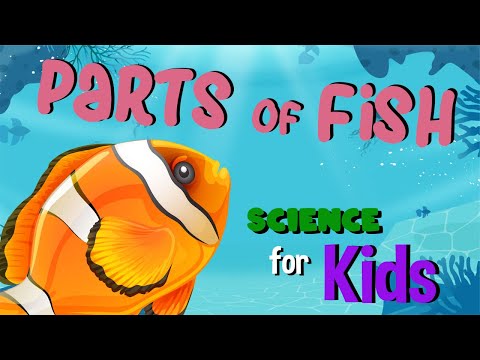 Parts of a Fish | Science for Kids