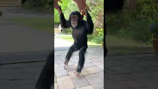 DANCING MONKEY!