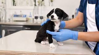 Abandoned Puppy's Life Changes Completely after being Rescued