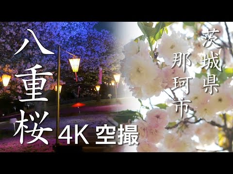 【絶景茨城】八重桜［4K］茨城県那珂市｜VISIT IBARAKI, JAPAN