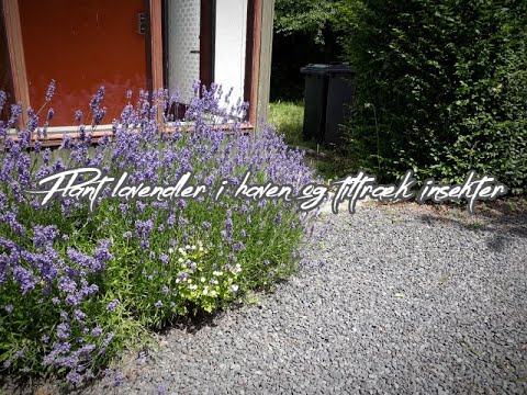 Plant lavendler i haven og tiltræk insekter