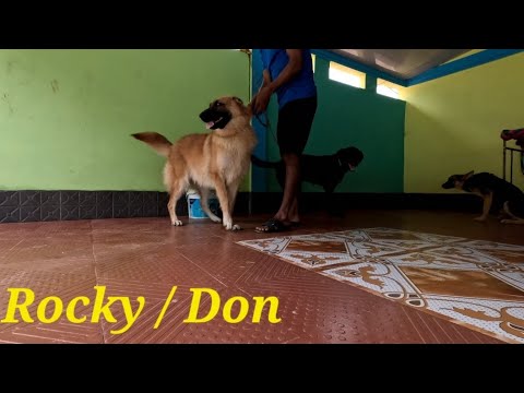 German Shepherd - Rocky / Rosy, Labrador - Don. #germanshepherd #labrador #doglover #tripura #assam.