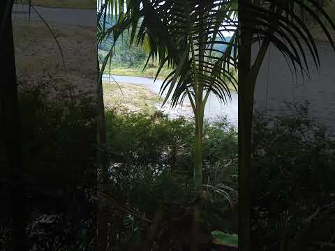 FOGÃO À LENHA - MAJOR GERCINO SC