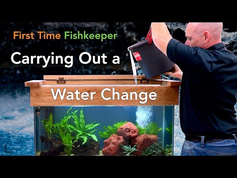 First Time Fishkeeper Episode 5: Carrying Out A Water Change