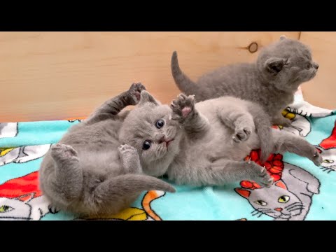 British Shorthair Kittens Too Cute! Mother Cat Baby Kittens Will Melt Your Heart 28 Days After Birth