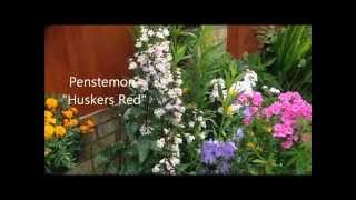 Penstemon huskers Red in flower, help care and propagation