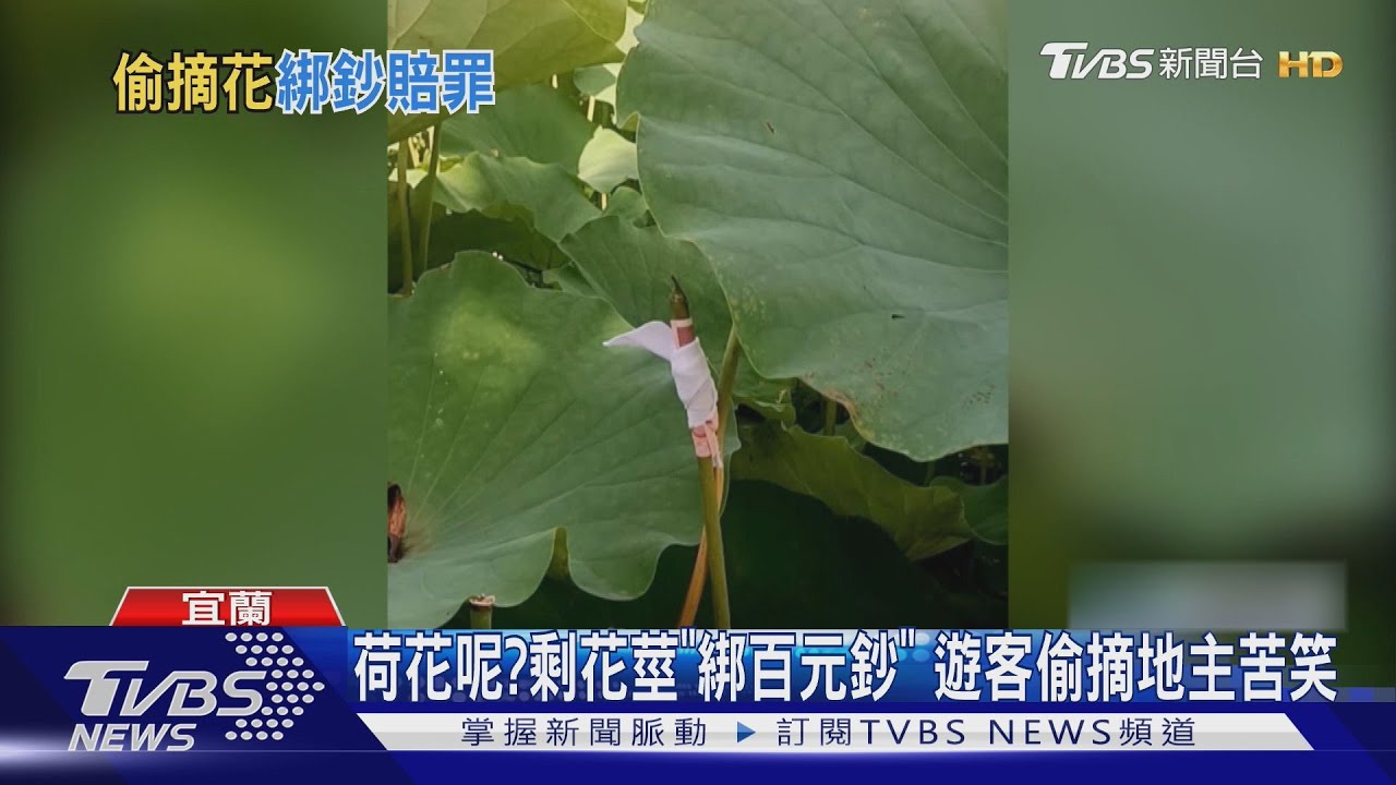 荷花呢？剩花莖「綁百元鈔」　遊客偷摘地主苦笑