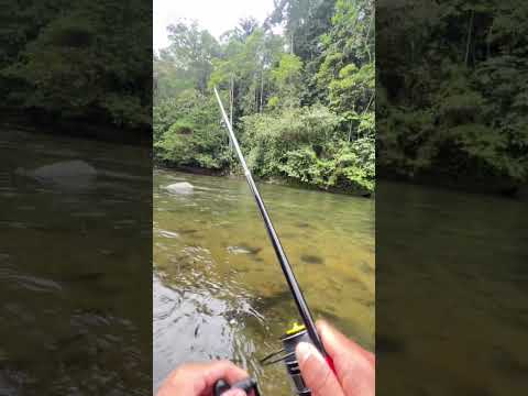 Pesca en ecuador, río en la selva, noroccidente Pichincha, San Miguel de los bancos, Mindo.
