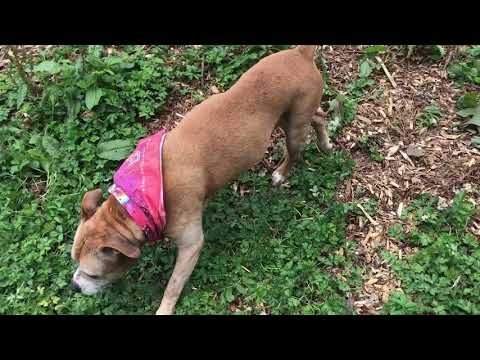 Maude, an adopted Pit Bull Terrier Mix in Sherwood, OR_image-1