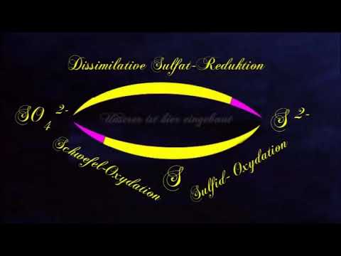 Schwefelkreislauf Desulfuromonas Clorobium