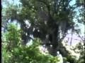Sesame Street Swamp Film