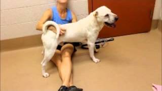 "Bear" -- Adoptable Dog at Collin County Animals Services  (2)