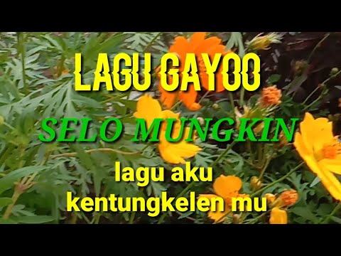 lagu gayo kentungkelen