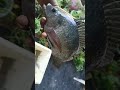 Tilapia Fish