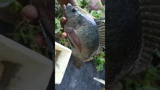 Download lagu tilapia fish 🐠 mp3 Download lagu tilapia fish 🐠 mp3