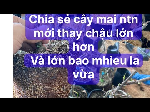 Cách sang chậu mai , lúc nào cũng sang chậu được??? Cách thay chậu cho cây mau bến rể  xanh tốt