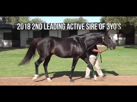 Gimmethegreenlight - Breeding To Win 2019 (Tellytrack)