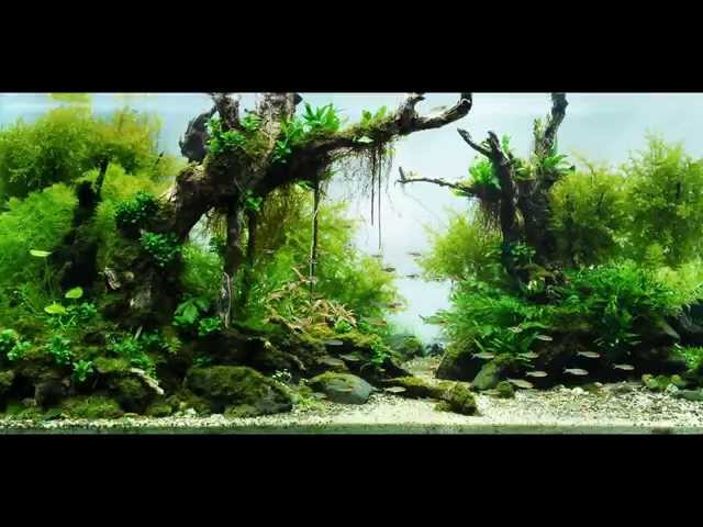 Most Beautiful Aquascapes (Underwater Landscapes)