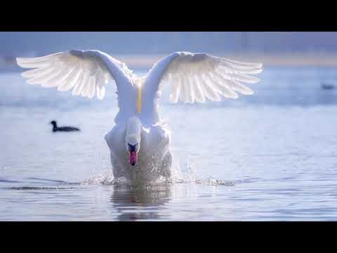 SWAN. MUSIC BY V.TERESHCHENKO