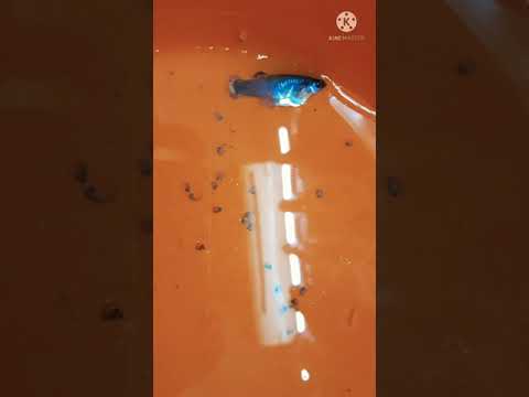 Guppy struggle to give birth and dies with the frys