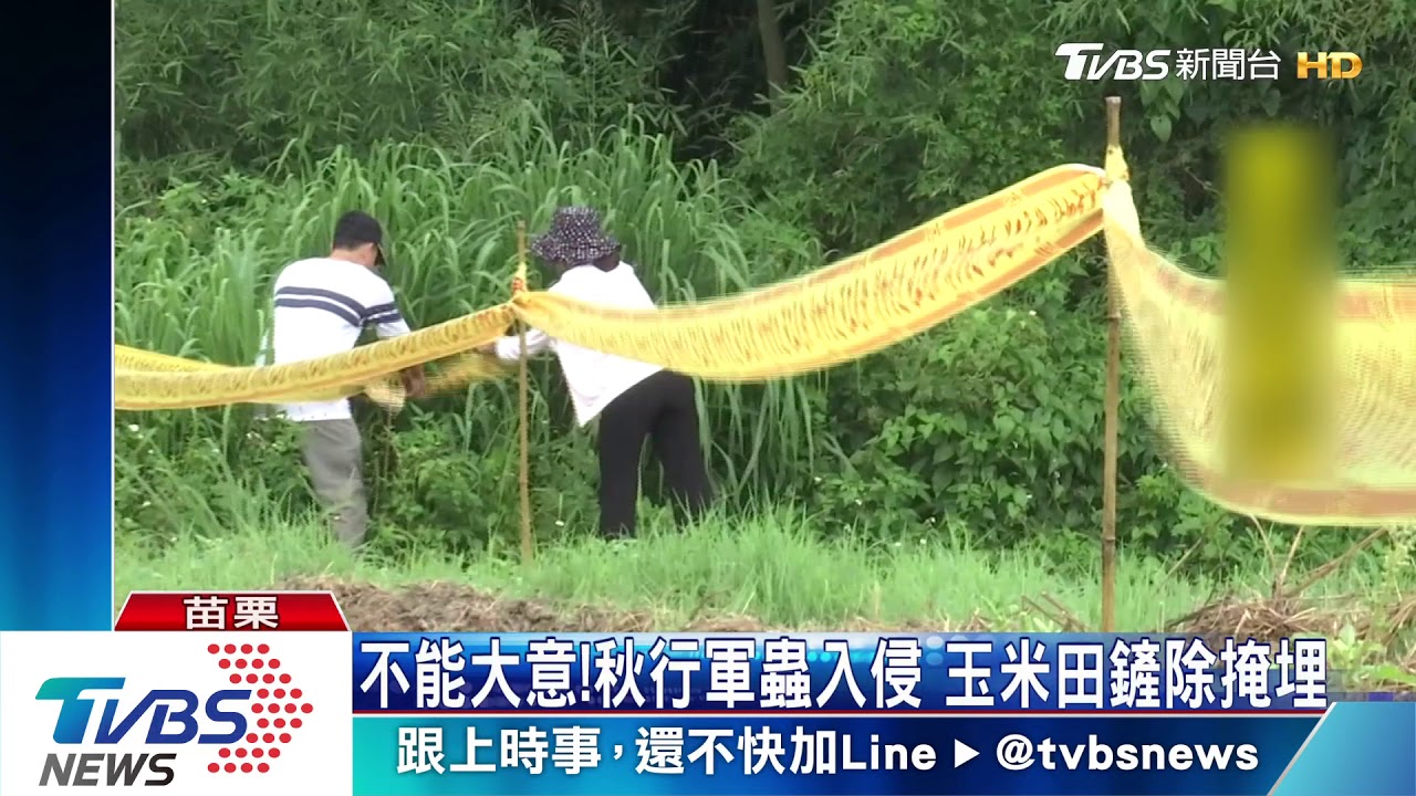 不能大意!秋行軍蟲入侵 玉米田鏟除掩埋3米深