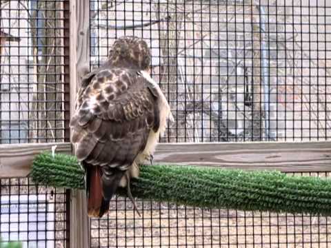 LSNC - Red-tailed Hawk
