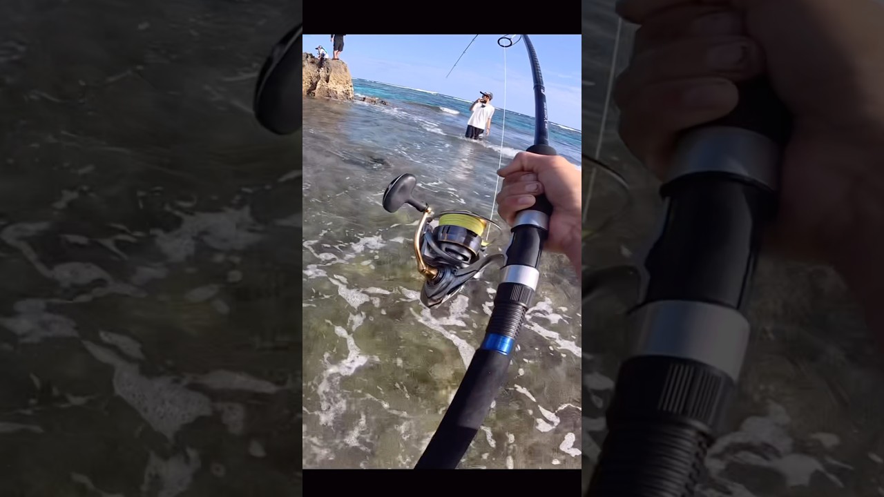 可愛い子と凶暴魚！ #fishing #shorts #釣り