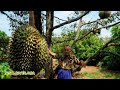 Durian Terbesar di Indonesia, Seperti ini isinya... Durian Terbesar di Indonesia, Seperti ini isinya...