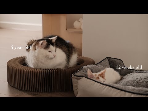 Introducing a new kitten to our cats 🐈👼🏻