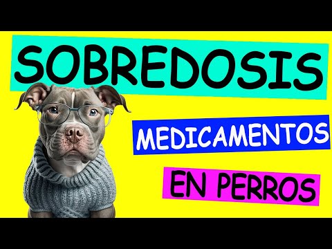 Signos de SOBREDOSIS por MEDICAMENTOS en PERROS