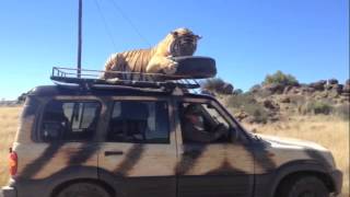 Тигр прокатился на крыше джипа