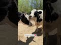 Cow Sisters Reunited (emotional)