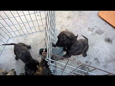 Puppies H litter playing