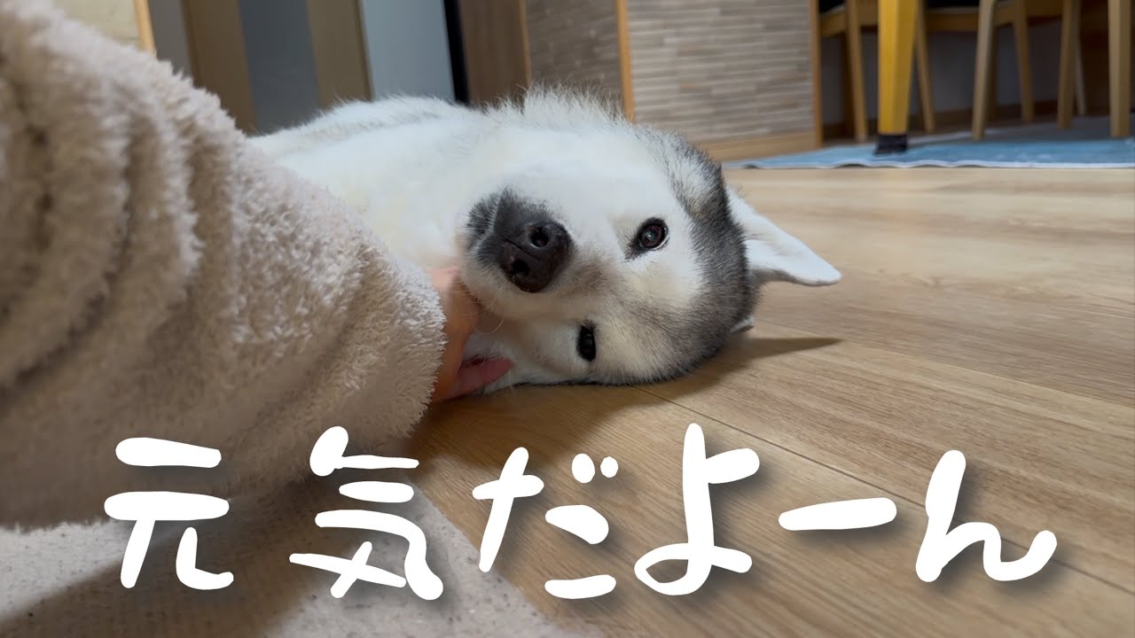 最近動画を上げていなかった件について【文ちゃんは元気で、私が勉強中です📖】