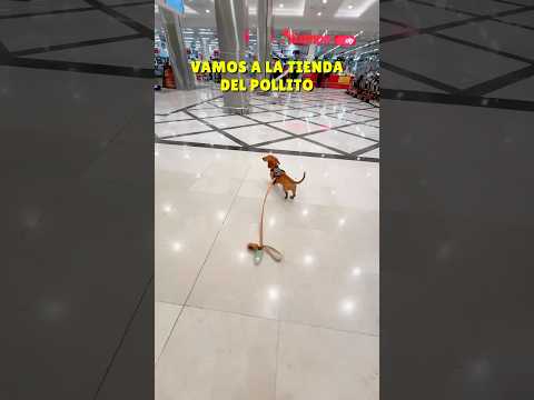 They let me go off the leash at the mall!🥵