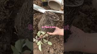 Download lagu 3 Steps to Planting Dahlias mp3 Download lagu 3 Steps to Planting Dahlias mp3