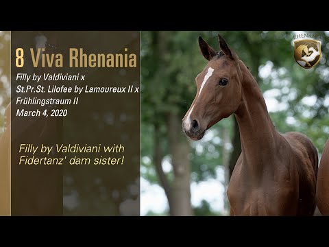 Lot 8 - Valdiviani x Lilofee (Lamoureux II x Fruehlingstraum II) - Rhenania x Ekestrian 28/29 July