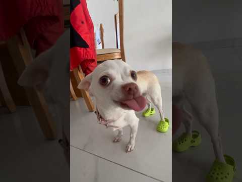 I bought crocs to Niki my chihuahua🤣🤣🤣