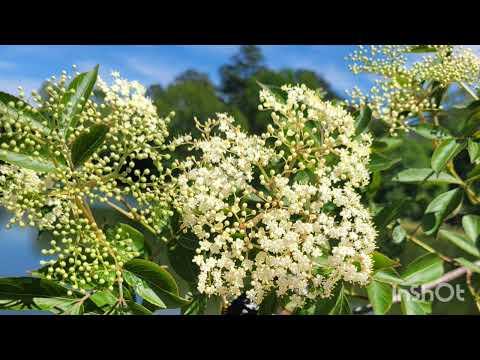 So much to thank him for Karaoke with lyrics