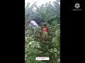Plip Plip Bad Words Troll In Tamil Video