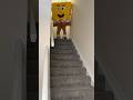 Goodnight Stairs Fail Wtfmoment